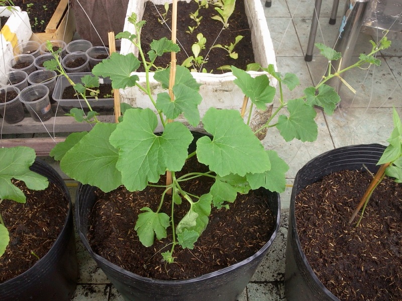 Cách trồng dưa lưới trên sân thượng hiệu quả