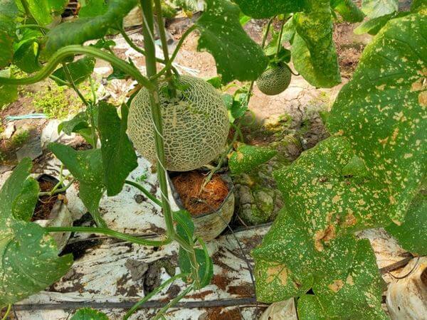 Cây dưa lưới bị bệnh thán thư