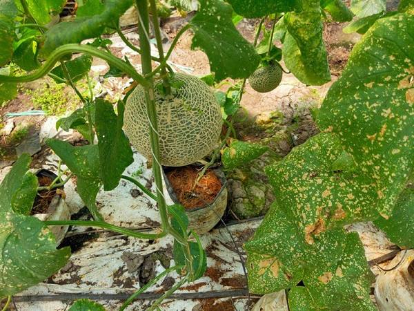 Cây dưa lưới mắc bệnh sương mai