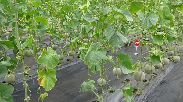 Dưa lưới bị vàng lá nếu không phát hiện sớm thân cây sẽ bị héo dẫn đến cây chết hàng loạt