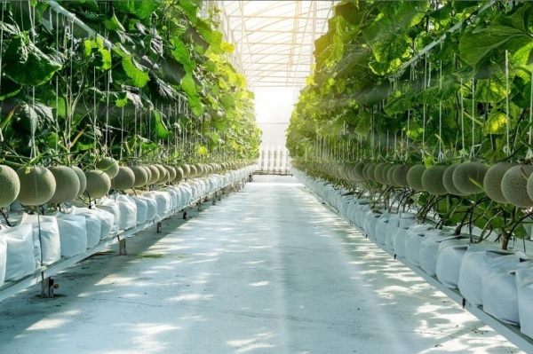 Trồng dưa lưới trong điều kiện khí hậu thích hợp giúp dưa lưới ra hoa, đậu quả