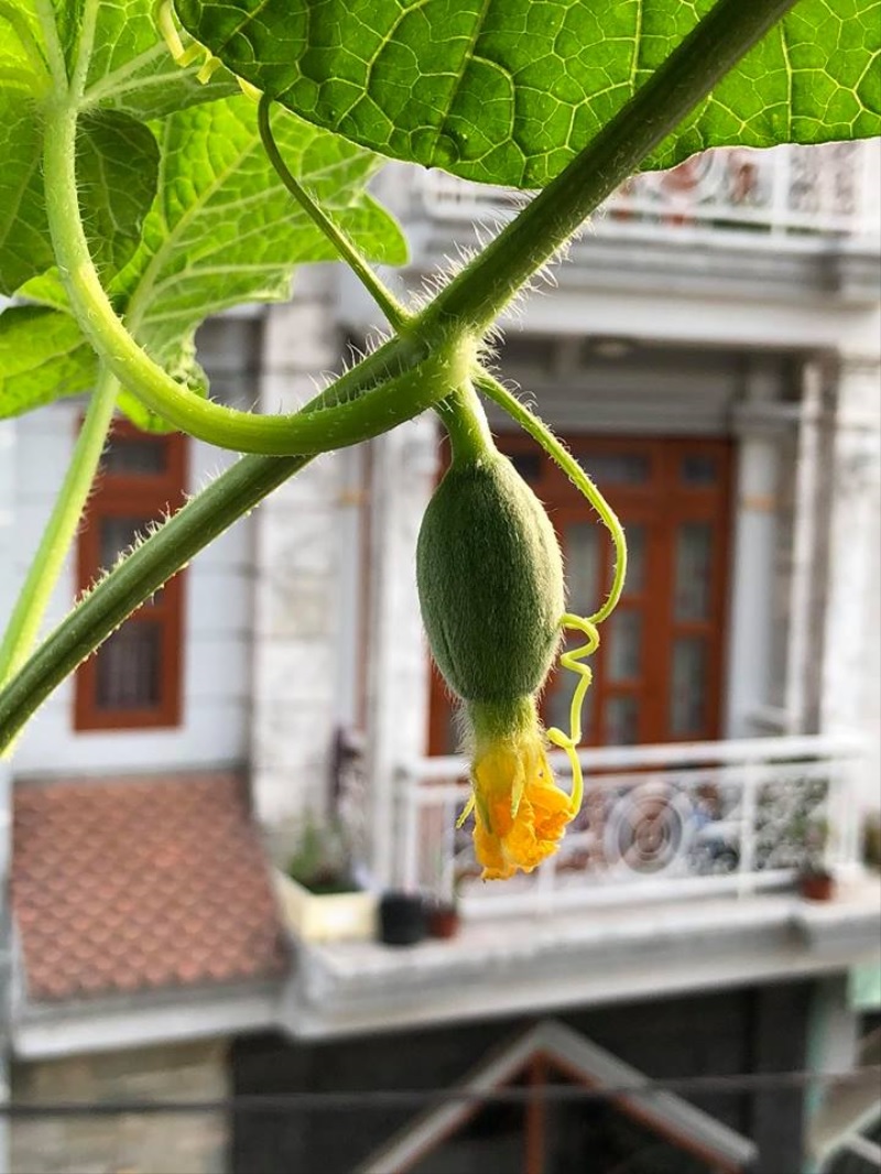 Hoa cái dưa lưới