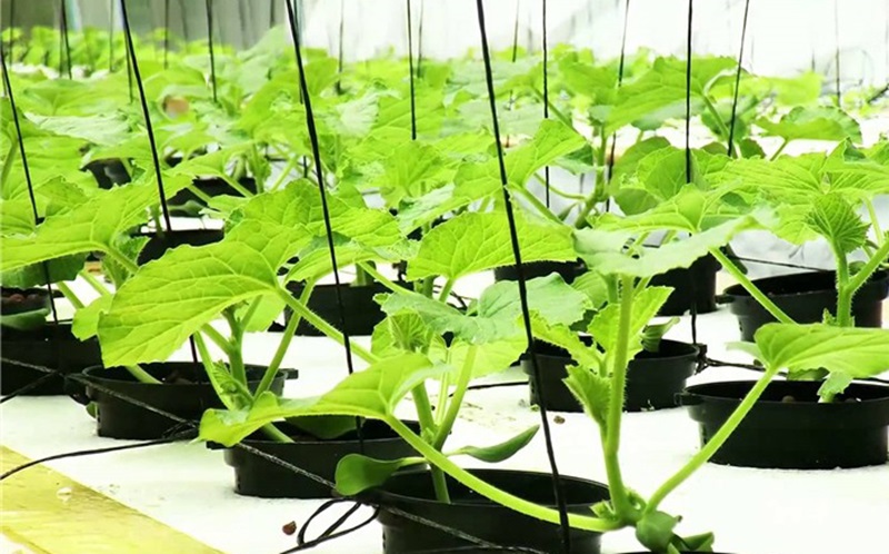 Làm giàn cho cây dưa lưới