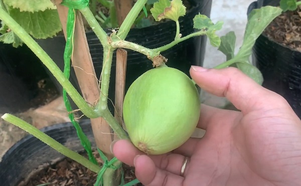 Quả của cây dưa lưới mắc bệnh khảm bị còi cọc