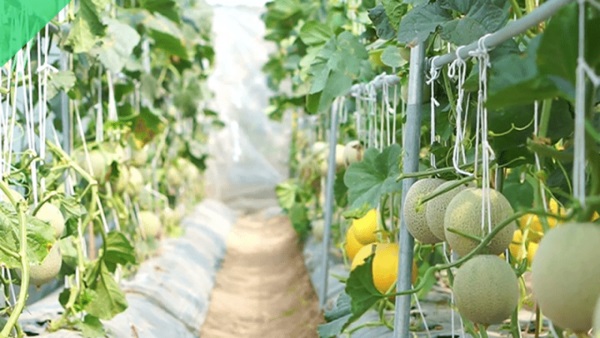 Tác nhân gây bệnh héo xanh có thể đến từ vi khuẩn hoặc các tác nhân khác