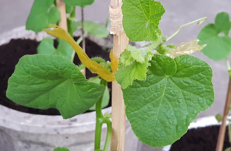 Tỉa được bao nhiêu lá trên cây dưa lưới?