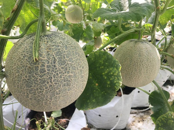 Xem vỏ của dưa cũng đoán được dưa chín hay xanh