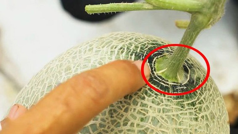 Ấn vào quả dưa thấy có sự đàn hồi là cách chọn dưa lưới ngon