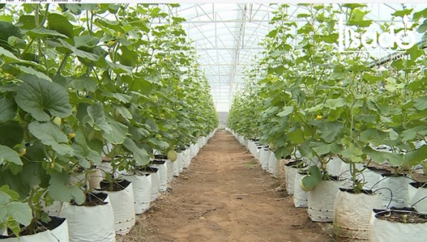 Thường xuyên kiểm tra vườn dưa lưới để phát hiện bệnh kịp thời