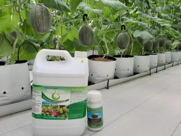 Chọn phân Kaki phù hợp với loại đất trồng cây dưa lưới