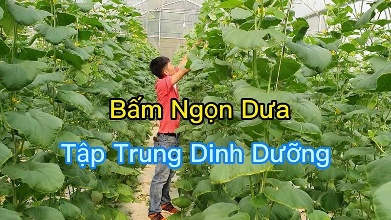 Cách bấm ngọn dưa lưới đơn giản