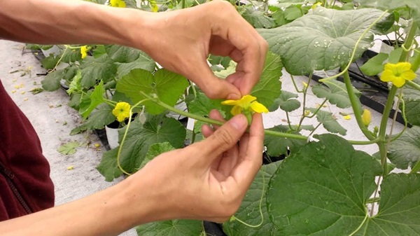 Cách bón phân cho cây dưa lưới ở giai đoạn ra hoa