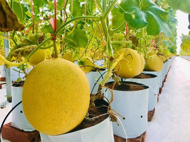 Chăm sóc cây dưa lưới Hà Lan trên sân thượng