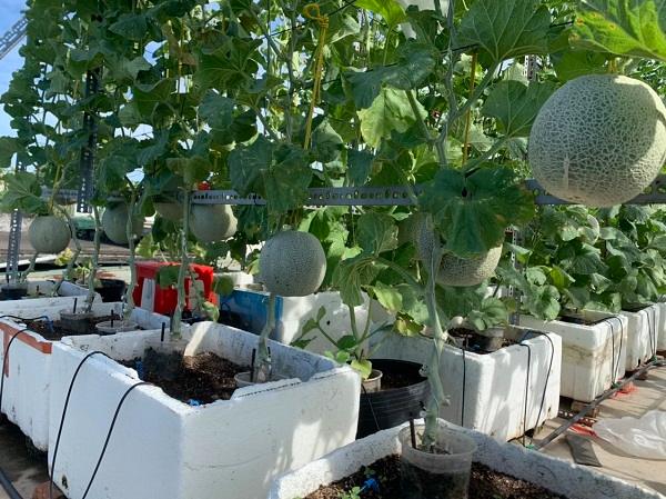 Chọn các giống dưa lưới kháng bệnh và trồng với mật độ phù hợp