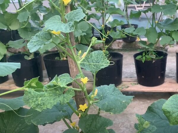 Có thể sử dụng nhiều biện pháp hóa học - sinh học để điều trị bệnh khảm trên dưa lưới