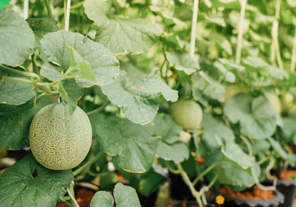 Cách phòng bệnh vàng lá ở cây dưa lưới hiệu quả