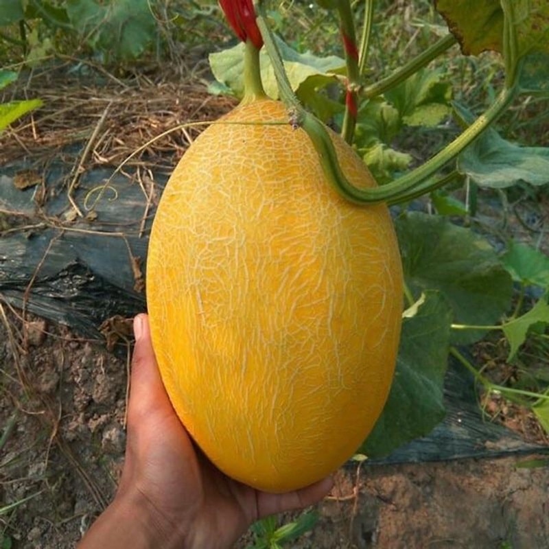 Dưa lưới có tác dụng làm đẹp da