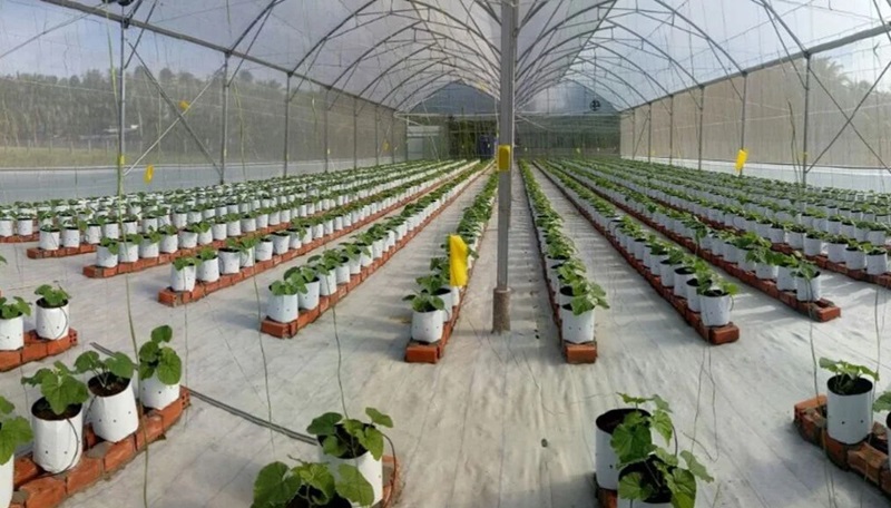 Hệ thống tưới nhỏ giọt cho dưa lưới