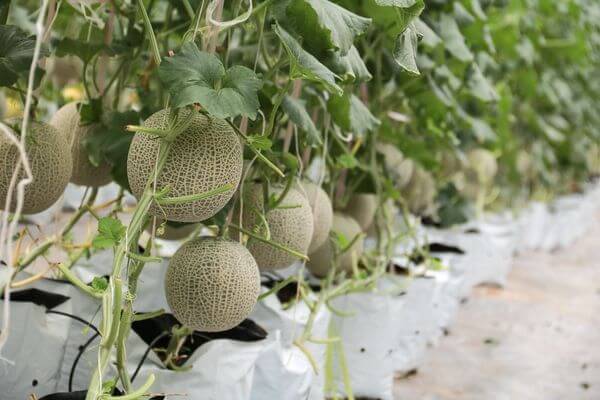 Lựa chọn giống dưa lưới kháng bệnh giảm nguy cơ nhiễm bệnh thán thư