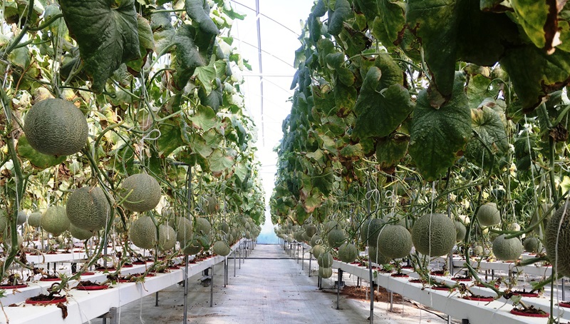 Tiến hành ngắt ngọn cho dưa lưới