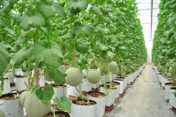 Đảm bảo lượng phân được phân tán đều trên toàn bộ vùng rễ của cây