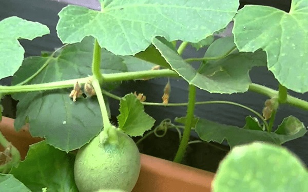 Cách bón phân cho cây dưa lưới trong giai đoạn nuôi trái