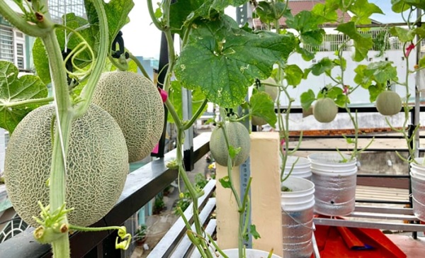 Giàn dưa lưới thẳng đứng được làm từ chất liệu sắt và bê tông