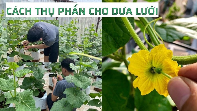 Cách thụ phấn cho dưa lưới như thế nào?