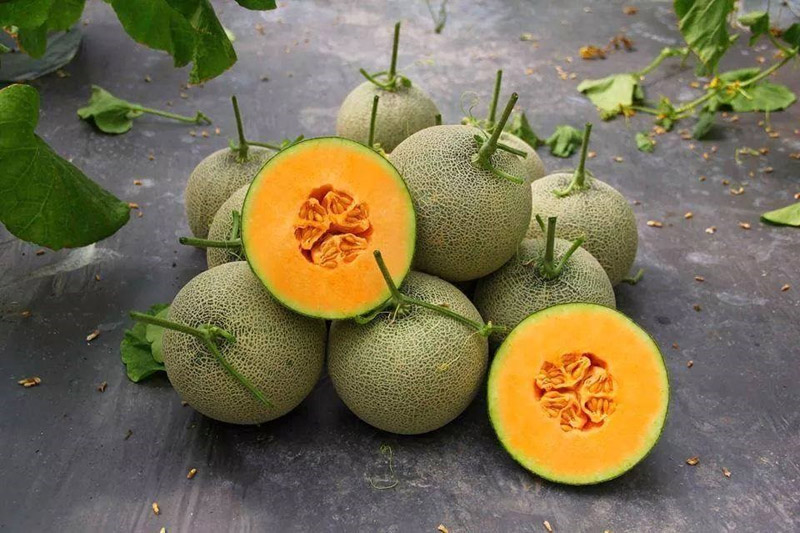 Dưa lưới đã chín có mùi thơm nồng nàn, ngọt thanh mát