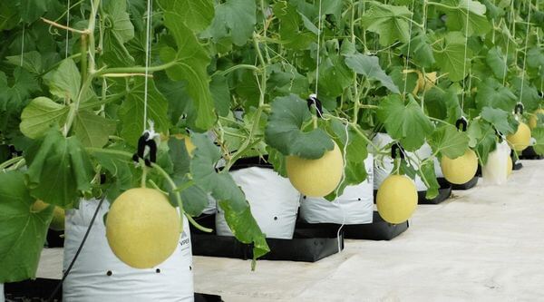 Dưa lưới sạch, chất lượng tại BIFARM