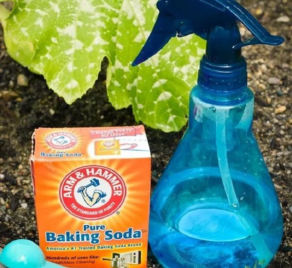 Dùng Baking Soda hỗ trợ điều trị bệnh phấn trắng trên dưa lưới