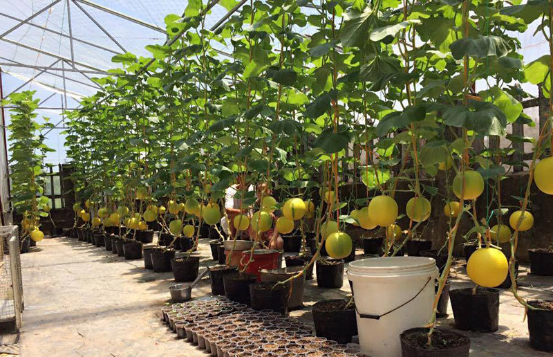 Ngắt ngọn dưa lưới như thế nào?