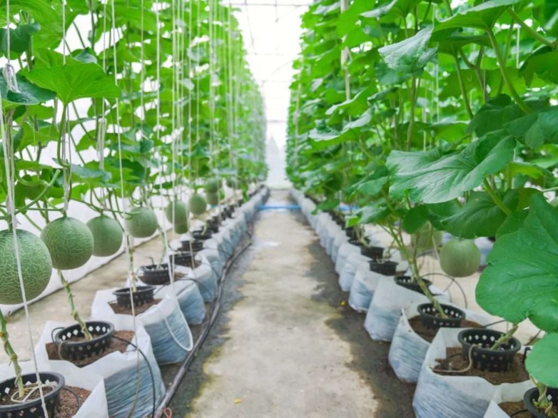 Sau khoảng 3 tháng kể từ ngày trồng, bạn có thể tiến hành thu hoạch dưa lưới