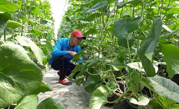 Theo dõi và cắt tỉa cành lá thường xuyên để vườn cây được thông thoáng