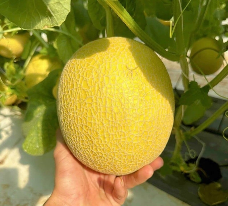 Thu hoạch dưa lưới Hà Lan