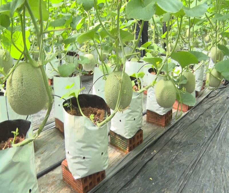 Tiến hành làm giàn leo cho dưa lưới