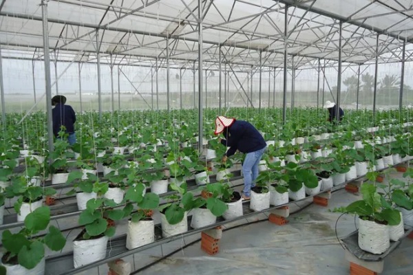 Những sai lầm khi bổ sung Kali cho cây dưa lưới