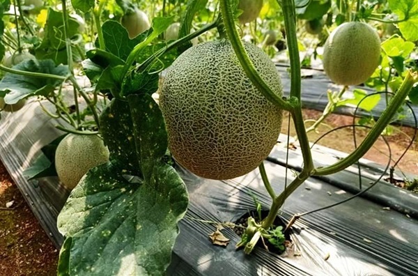 Cách bón phân cho dưa lưới trước khi thu hoạch