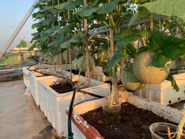 Giàn dưa lưới trong chậu, thùng xốp