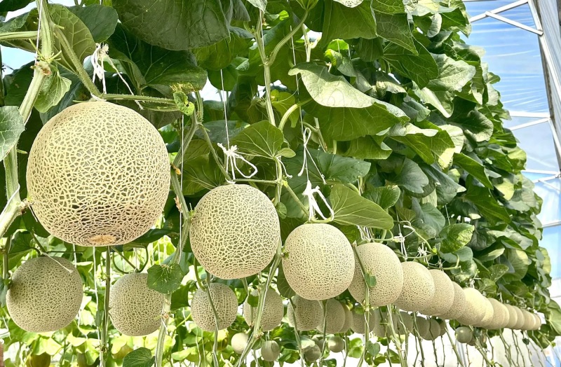 Dưa lưới trồng ngoài trời