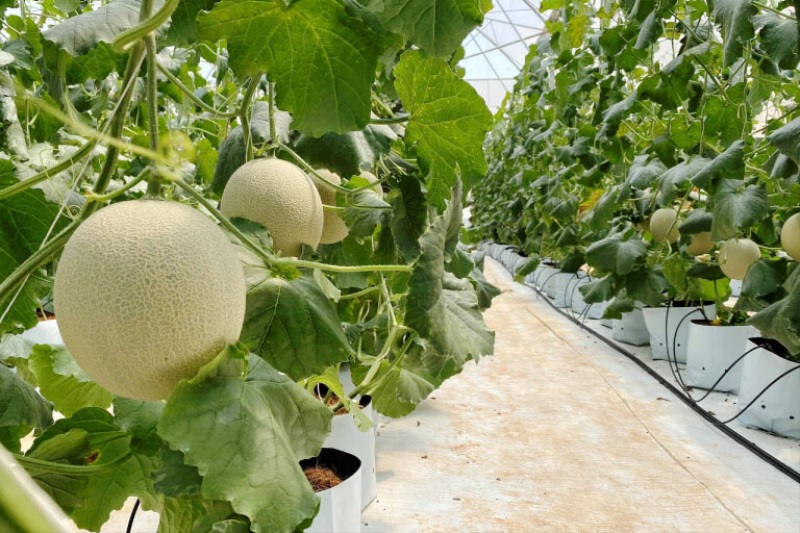 Thu hoạch dưa lưới