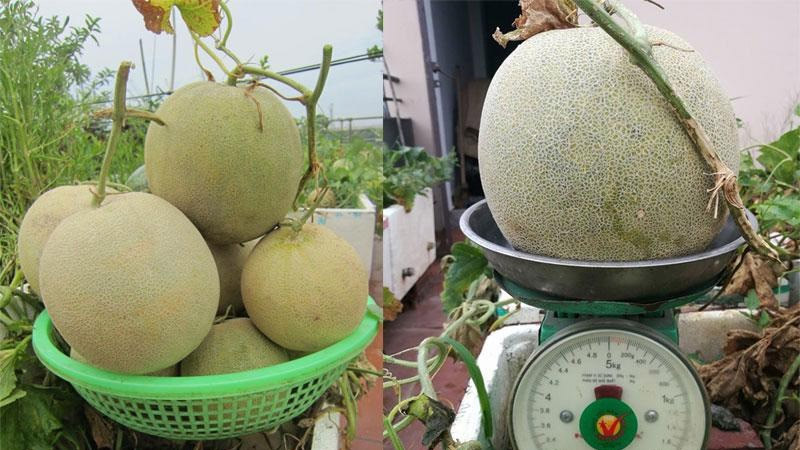 Dưa lưới ngọt và mọng nước khi cầm sẽ nặng, chắc tay