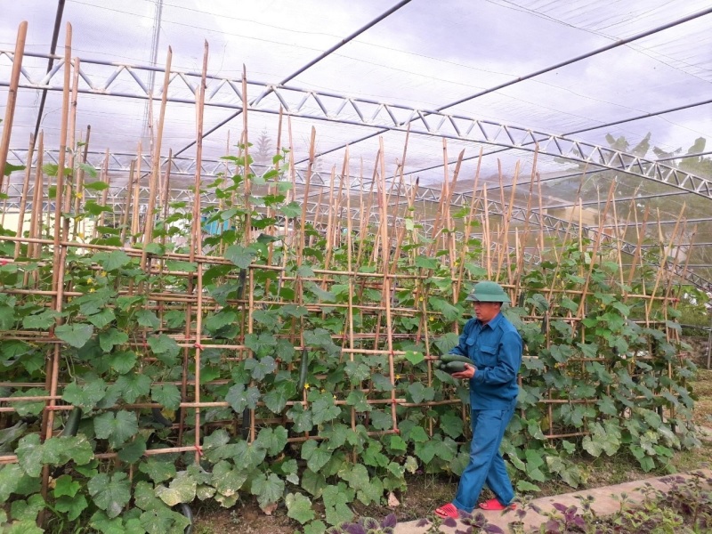 Làm giàn cho dưới lưới trồng ngoài trời