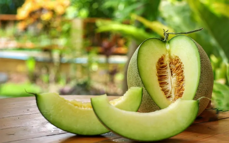 Thành quả sau khi trồng dưa lưới trên sân thương