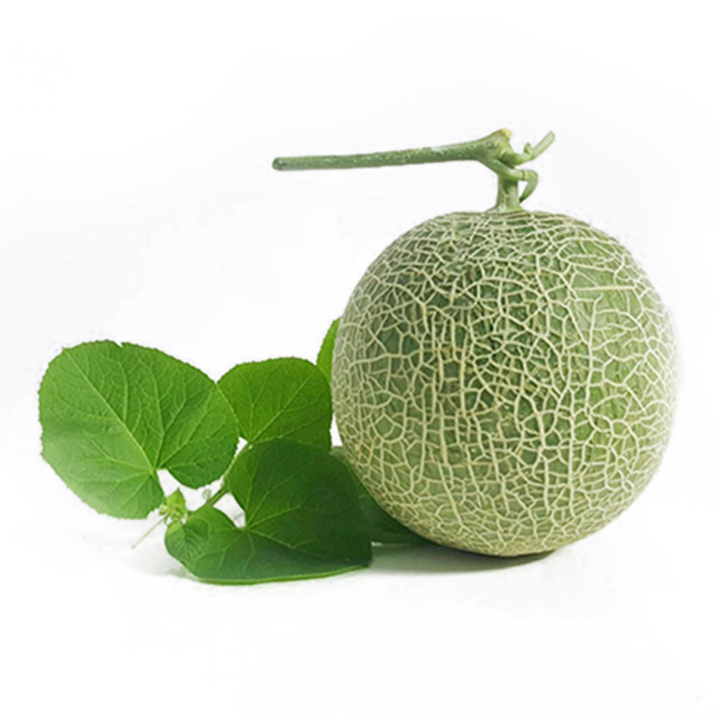 Dưa lưới nguyên quả chưa chín có thể bảo quản ở nhiệt độ phòng