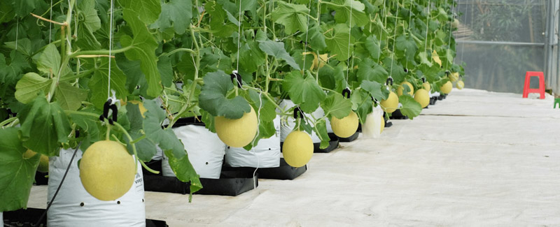 BiFarm là nhà vườn chuyên cung cấp dưa lưới giá sỉ