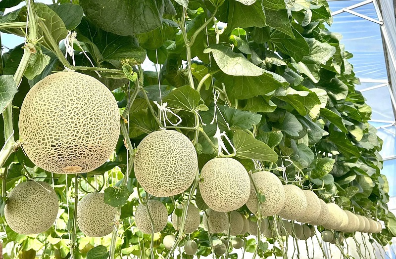 Cung cấp dưa lưới đến tận tay người dùng