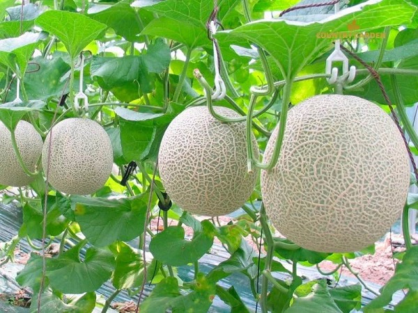 Hướng dẫn cách bảo quản dưa lưới Hạ Uyển được lâu hơn