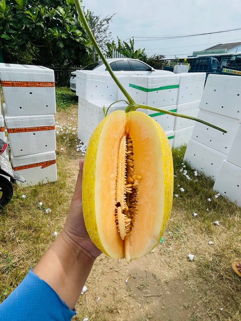 Dưa lưới sau khi gọt có thể bảo quản trong tủ lạnh