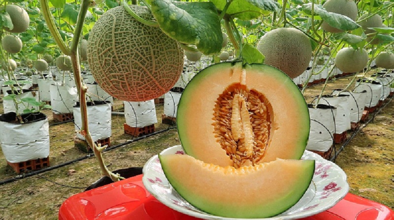 Nguồn gốc xuất xứ của dưa lưới TL3